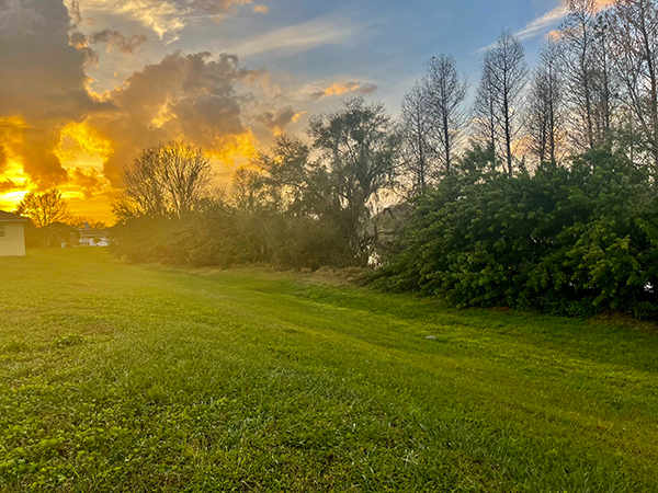 Tree Removal Winter Haven FL