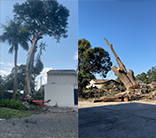 Tree Removal Winter Haven